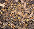 Red Wiggler Worm Cocoons (Eisenia fetida)