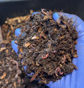 Live Red Wiggler Composting Worm Starter Colony | Cherene’s Greens