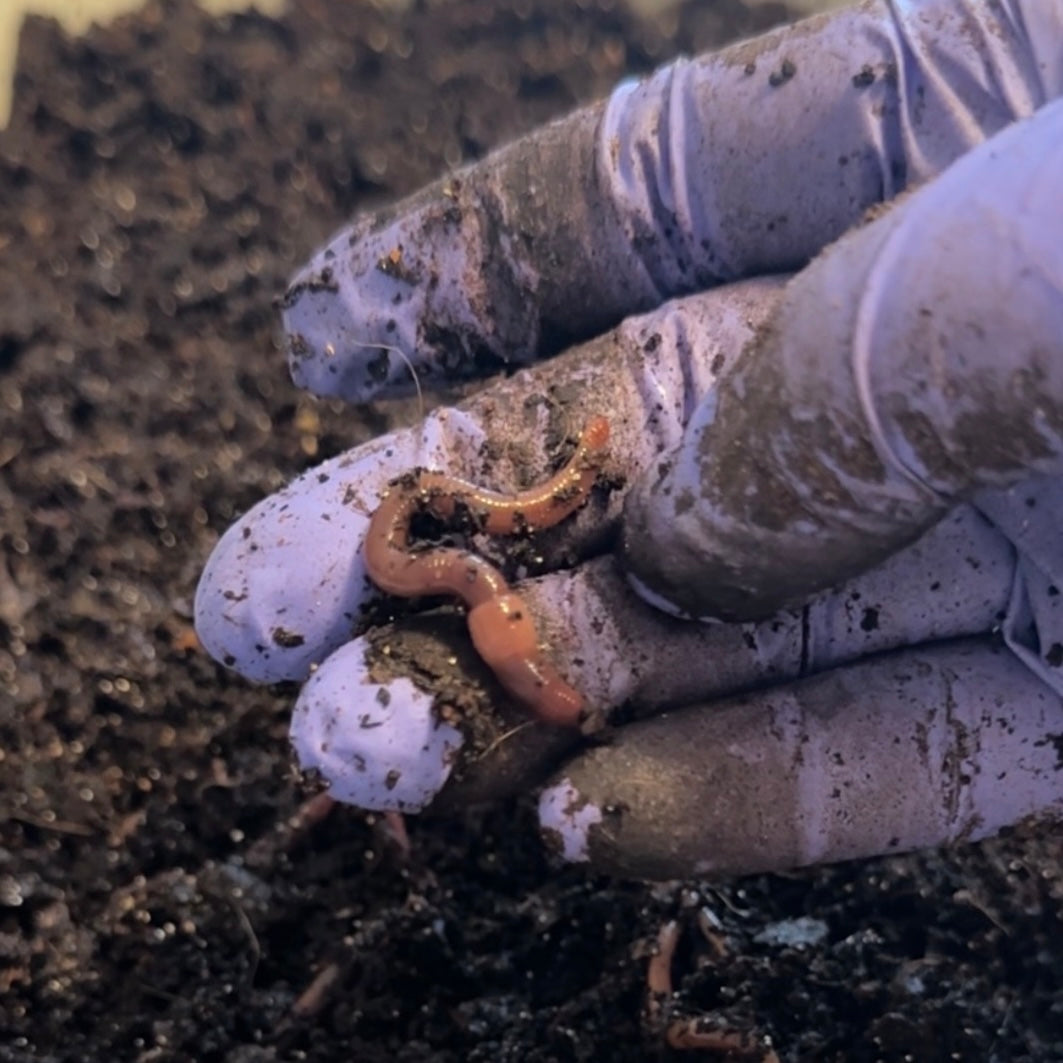Red Wiggler Starter Colony (Live Composting Worms) – CHERENE'S GREENS