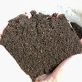 Premium Worm Castings (Sifted Vermicompost)